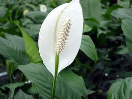 SPATHIPHYLLUM. supreme 