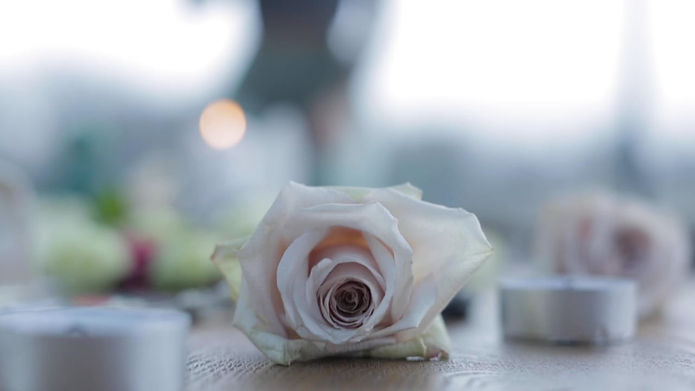 Pink Rose.jpeg