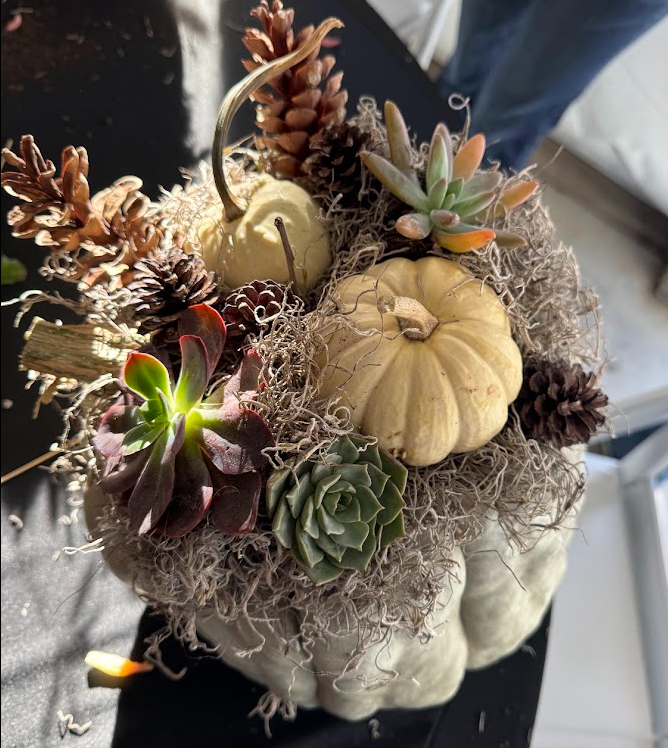 Succulent Pumpkin Workshop - Sunday