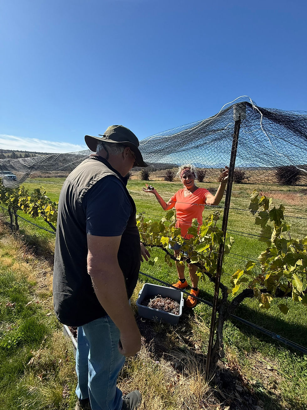 Harvest Grapes on Tues. 10/6/26 @ 12pm