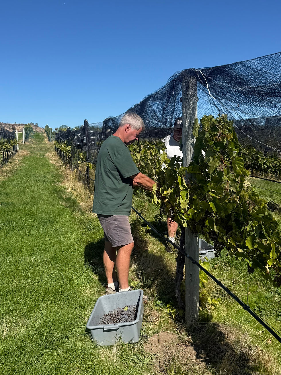Harvest Grapes on Fri. 10/9/26 @ 8am