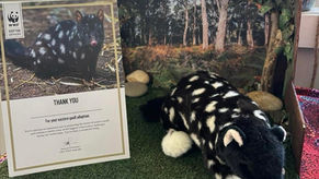 Our Special Dottie the Quoll Has Arrived at Gumnut! 🥰