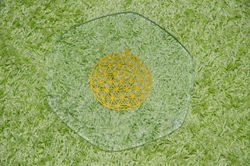 fiore della vita piatto