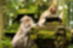Sangeh-Monkey-Forest-800x533.jpg