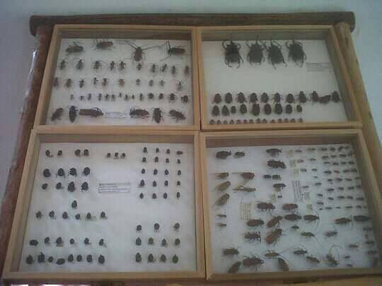 Thumbnail: Insect Museum