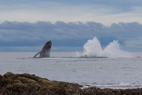 Wildlife Photography