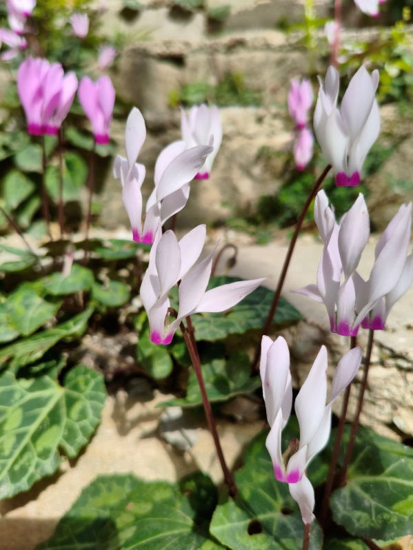 Pink and white cyclamen flowers bloom amid green leaves in a sunlit garden. Stone background adds a rustic feel.