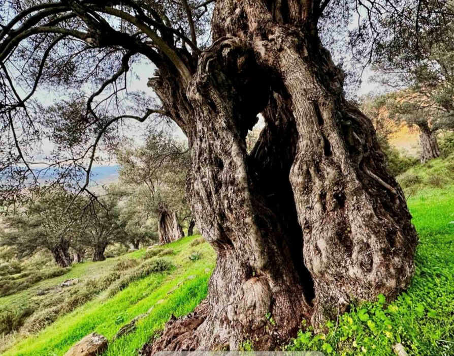 Ancient olive tree with gnarled trunk in a green hilly landscape. More trees in background under a cloudy sky. Peaceful atmosphere.