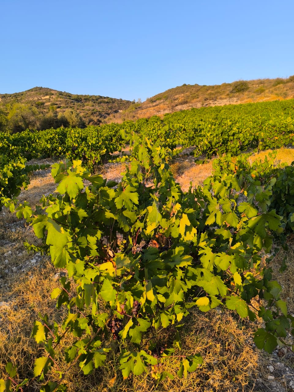 Vineyard with lush green grapevines under a clear blue sky, set against rolling hills. Sunlit leaves create a peaceful, vibrant mood.