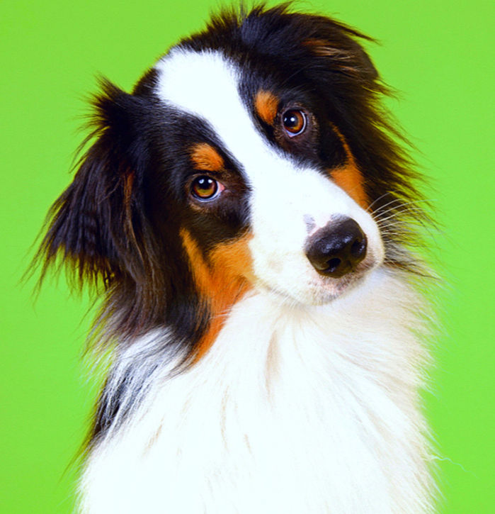 Border collie green_edited_edited_edited_edited_edited_edited_edited_edited_edited_edited.