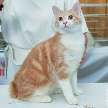 FELICE_COTABOBLYNX_OF_GOLD_RESERV_BIG_edited