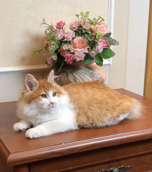 asty_kurilian_bobtail4