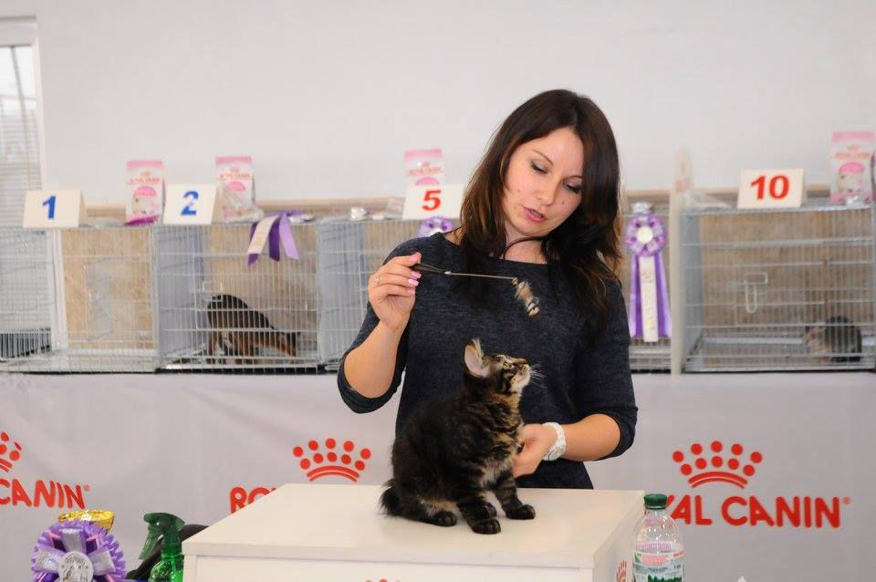 Kurilian_bobtail_FRANKIE_137