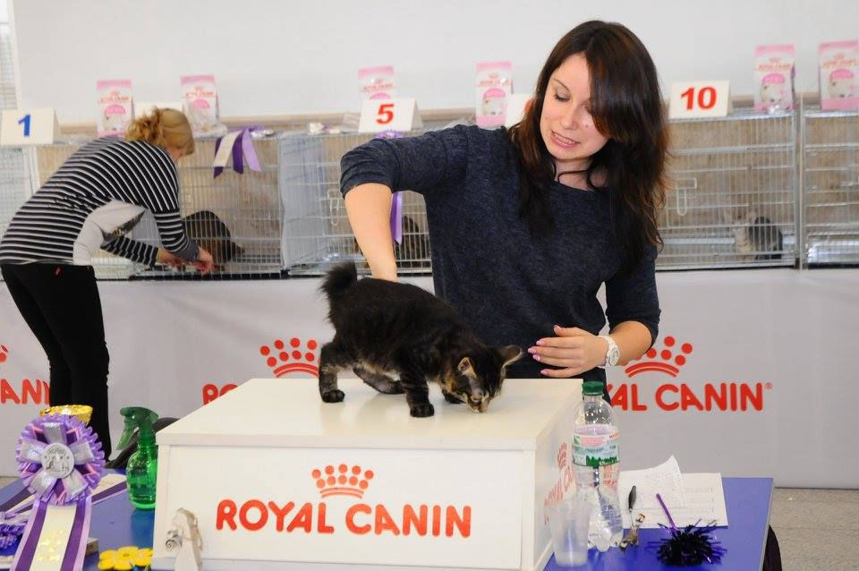 Kurilian_bobtail_FRANKIE_138