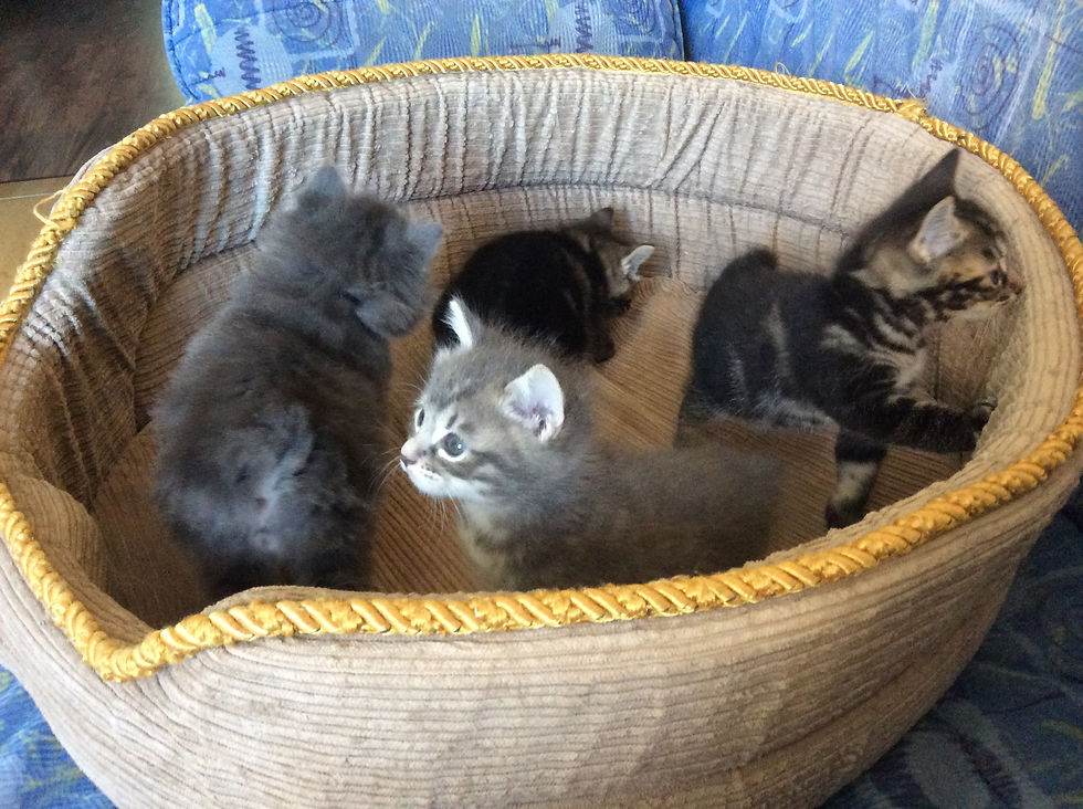 котята курильский бобтейл, литера С