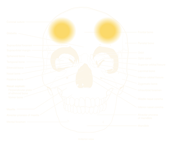human skull, phrenology seat of wit