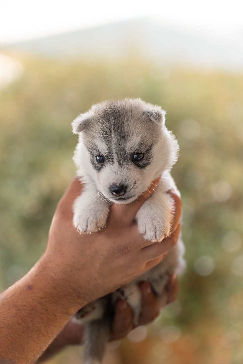 Primer plano de cachorro husky gris con máscara facial simétrica y expresión dulce