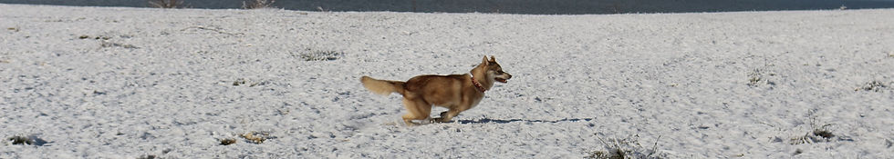 Husky Siberiano en movimiento mostrando un desplazamiento fluido, ligero y eficiente propio de la raza