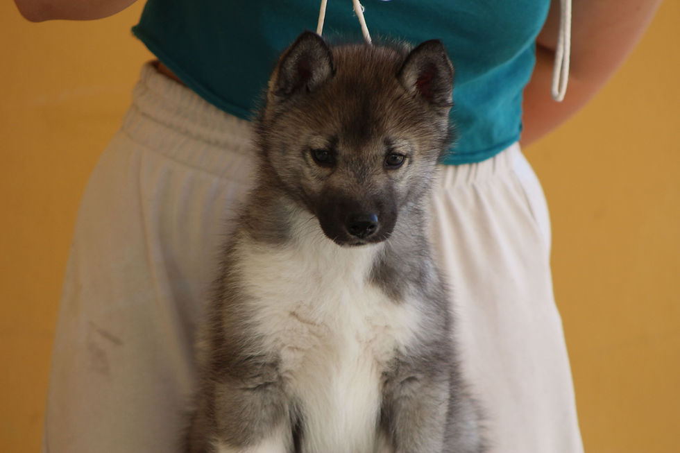 Cachorros husky siberiano agouti disponibles en nuestro criadero de Málaga, España