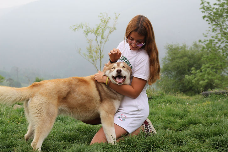 cachorro husky siberiano agouti rojo con su familia en la naturaleza