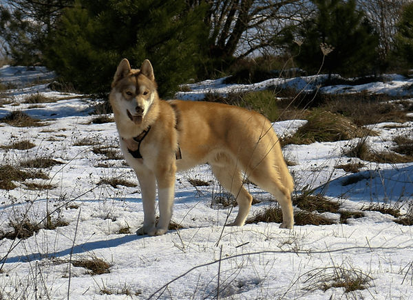 Ejemplares de Husky Siberiano de White Holw Siberians seleccionados por salud, carácter y morfología