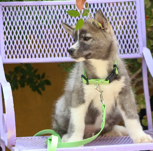 Cachorro husky siberiano color agutí con aspecto de lobo nacido en criadero
