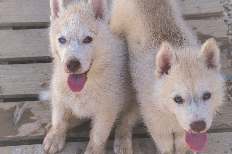 Cachorro husky siberiano color arena con heterocromía (un ojo azul y otro marrón)