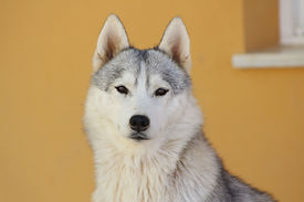 hembra de husky siberano manto gris en criadero en málaga
