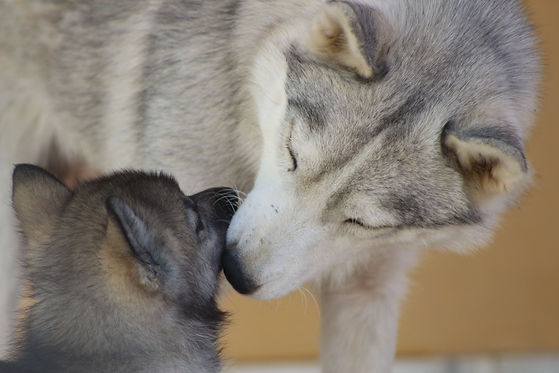 cachorro de siberian husky jugando con su madre en criadero en españa. criador familiar.