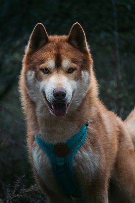 macho husky siberiano rojo y blanco en criadero en andalucia