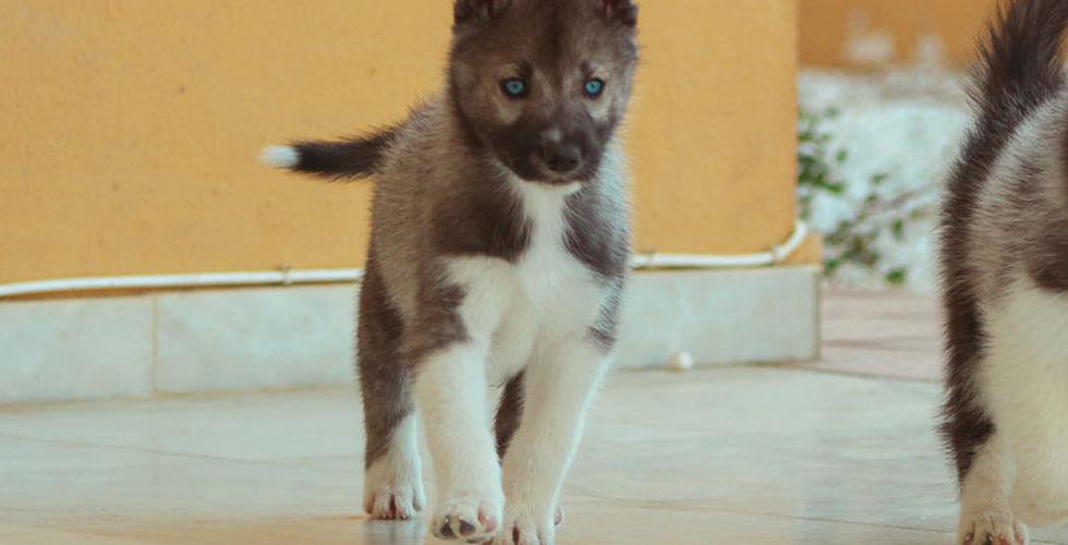 Cachorros husky siberiano de ojos azules con manto agouti jugando con la camada