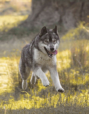 perro siberian husky agouti disfrutando libre en nuestro criadero de espaƱa