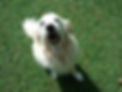 une chienne heureuse qui rigole