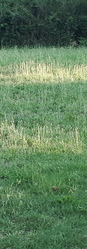 foto scelte sito gemma n. 5.jpg