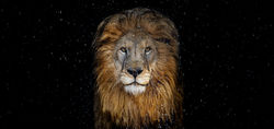The Lion - David Yarrow