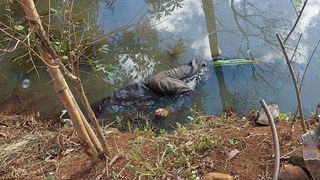 Homem é encontrado morto em açude na área rural de Guaraniaçu