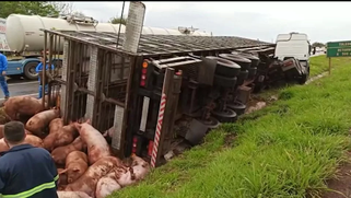 Caminhão carregado com porcos tomba na BR 467 em Sede Alvorada