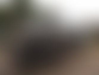 Viatura do Canil se envolve em acidente em Palmas