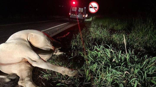 Condutor de moto fica ferido após atropelar vaca na PR-281