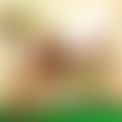 Desfile de Cães será mais um dos atrativos da Feira do Melado