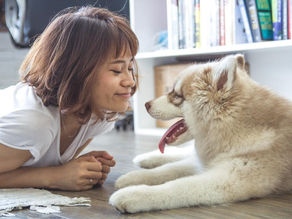 Homo emoticus : la gratitude est-elle une maladie de chien non transmissible à l'homme ?