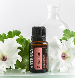 Géranium (Geranium: Pelargonium Graveolens)