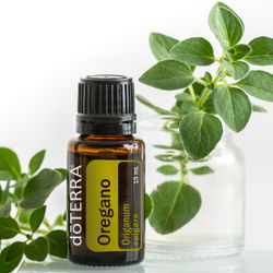 Origan (Oregano: Origanum vulgare)