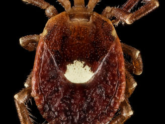 Lone Star Tick
