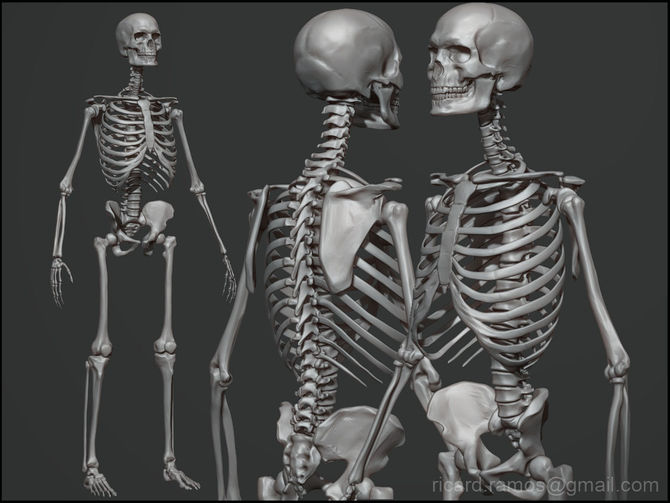 ...And more bones: