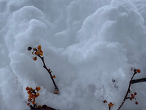 重い雪