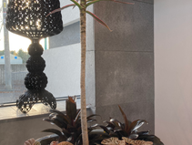 植え替え植物の見守り