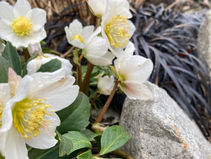 クリスマスローズ