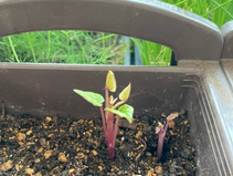 さつまいもの芽