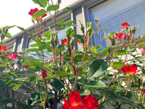 カクテルの開花